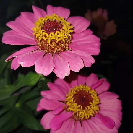 The Cotton House 4* باموكاليه